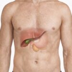 Illustration showing the location of the gallbladder, liver, stomach, and pancreas in the human body