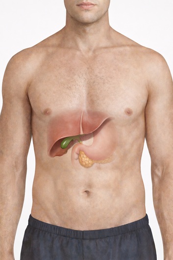 Illustration showing the location of the gallbladder, liver, stomach, and pancreas in the human body