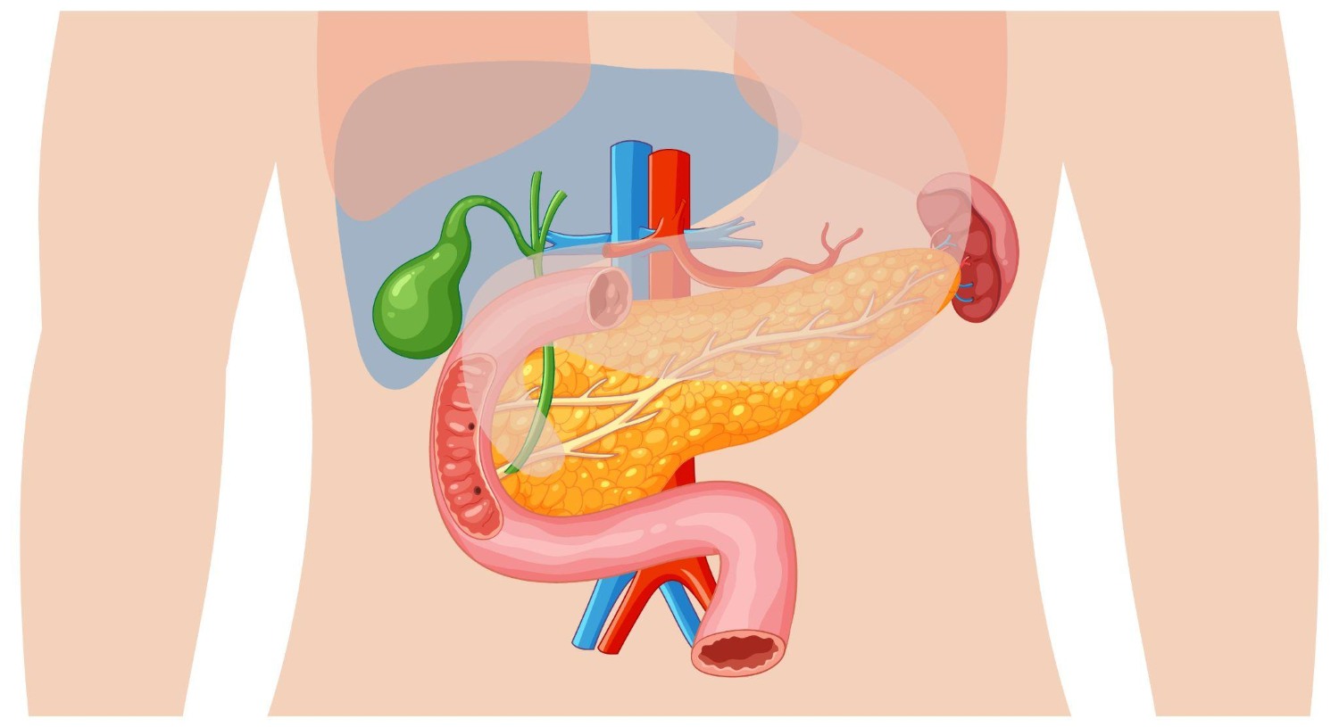 Illustration of the upper abdomen showing the gallbladder, liver, pancreas and small intestine